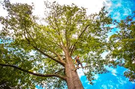 Best Tree Trimming and Pruning  in Wallace, FL